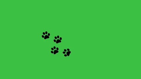 Animal paw prints on green screen. | Stock Video | Pond5