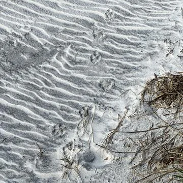 Animal paw prints making a pattern in the sand at a beach. Fotos de archivo