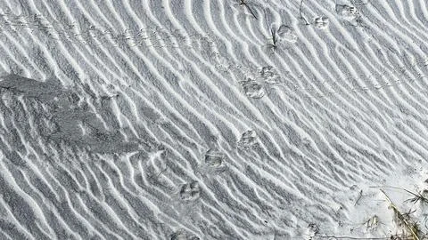 Animal paw prints making a pattern in the sand at a beach. Fotos de archivo