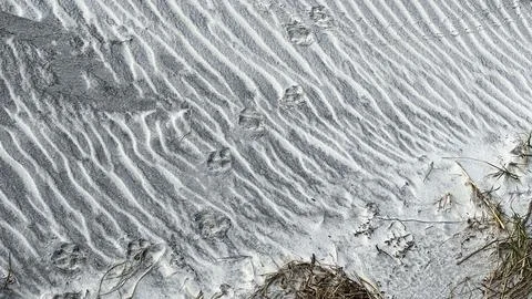 Animal paw prints making a pattern in the sand at a beach. Fotos de archivo