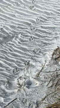 Animal paw prints making a pattern in the sand at a beach. Fotos de archivo