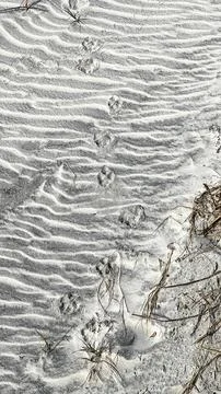 Animal paw prints making a pattern in the sand at a beach. Fotos de archivo