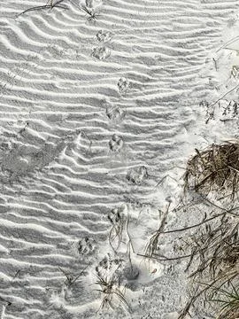 Animal paw prints making a pattern in the sand at a beach. Fotos de archivo