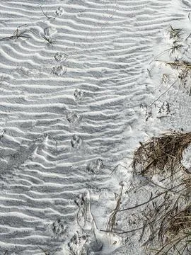 Animal paw prints making a pattern in the sand at a beach. Fotos de archivo