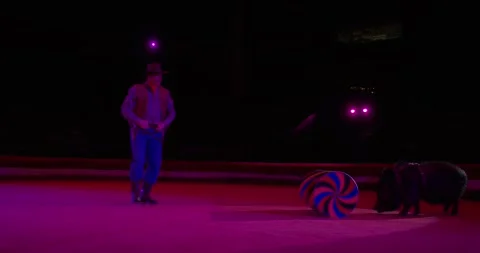Animal performance on stage of the circu... | Stock Video | Pond5