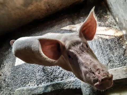 Animal Stock Photos