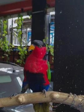Animal 스톡 사진