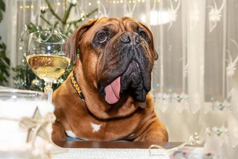 Animal 스톡 사진
