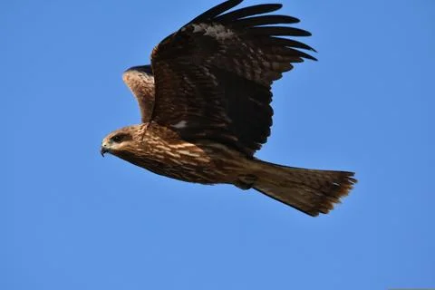 Animal 스톡 사진