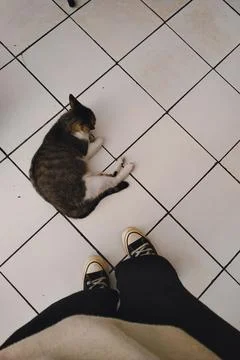 Animal 写真素材