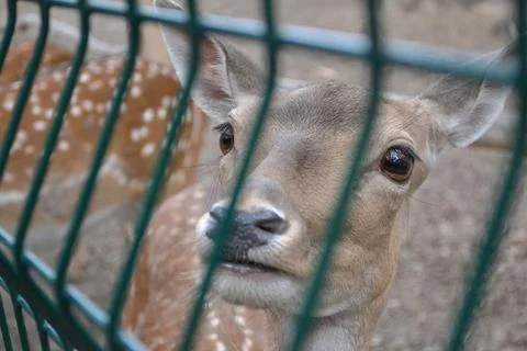 Animal Stock Photos