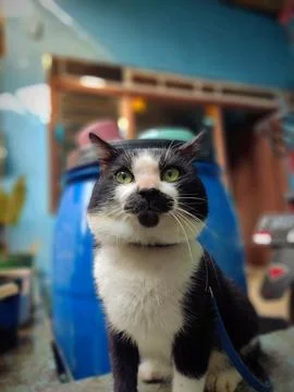 Animal Stock Photos