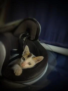 Animal Stock Photos