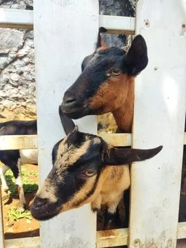 Animal Stock Photos