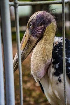 Animal Stock Photos