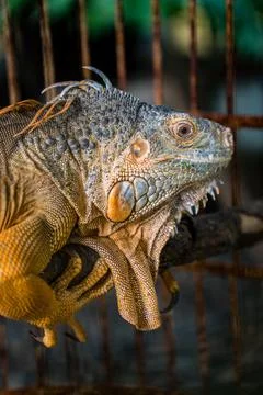 Animal Stock Photos