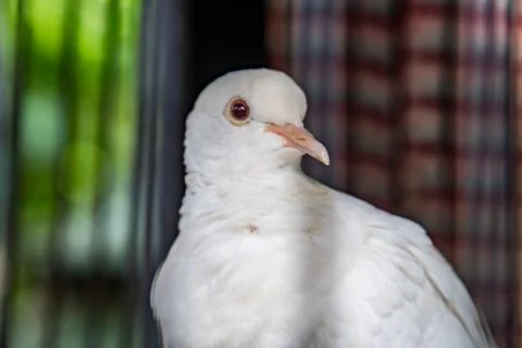 Animal Stock Photos