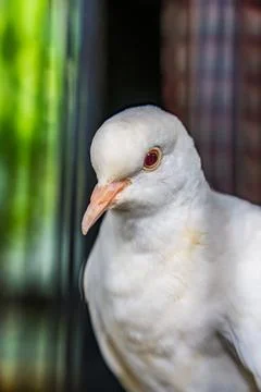 Animal Stock Photos