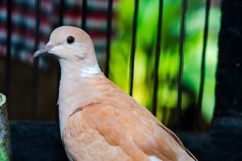 Animal Stock Photos