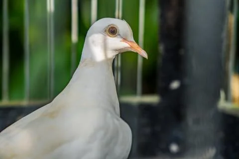 Animal Stock Photos