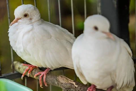 Animal Stock Photos