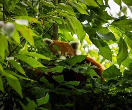 Animal 库存照片