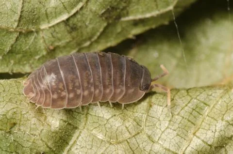  animal pill bug macro Foto stock