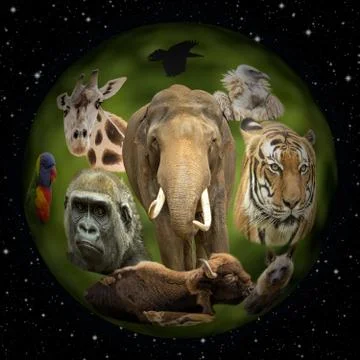 Animal Planet Stock Illustration