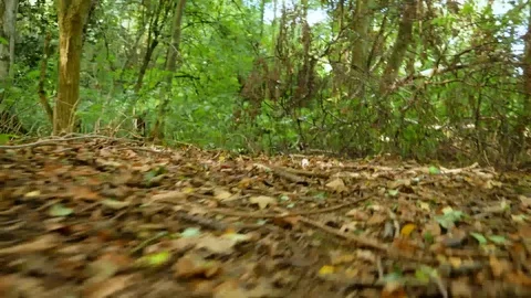 Animal Point of View Running Through a Forest. Stock Footage 96595648