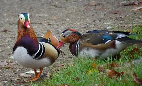 Animal portrait of two Mandarin Ducks Stock Photos