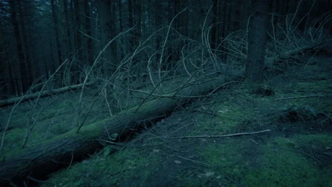 Animal POV Exploring Forest In The Dark Stock Footage 238647908
