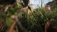 Animal Pov Move Through Grass Brush 4 Stock Footage