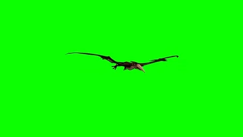 ANIMAL. PTERODACTYL. 4K.time-18 seconds. Stock Footage 295124624