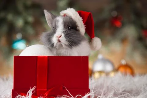Animal, Rabbit, bunny on Christmas background Free Stock Photos