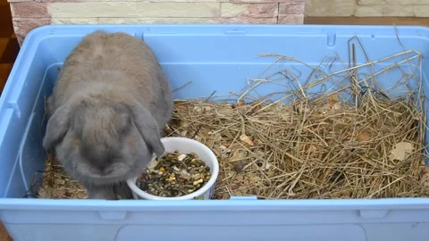 Animal rabbit cage Stock Footage 156306374