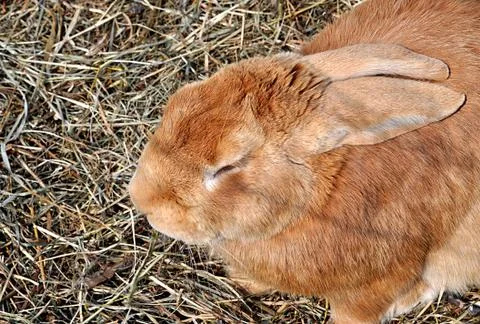 Animal - Rabbit Stock Photos