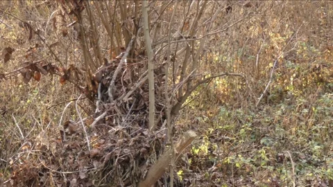 Animal red squirrel jumping on tree branches in autumn Stock Footage 259794853