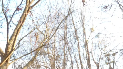 Animal red squirrel jumping on tree branches in autumn Stock Footage 259795209