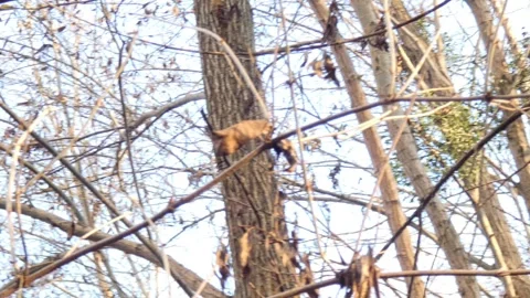 Animal red squirrel jumping on tree branches in autumn Stock Footage 259795425