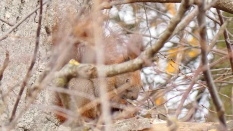 Animal red squirrel sits on a tree branch and eats a nut close-up in autumn Stock Footage 259828816