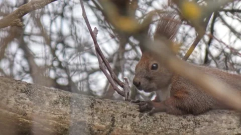 Animal red squirrel sitting on a tree branch in autumn Stock Footage 259828389