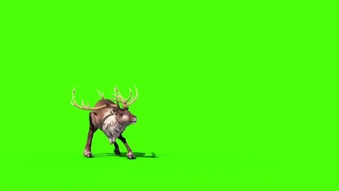 Animal Reindeer Attacks Front Green Screen 3D Rendering Animation Stock Footage