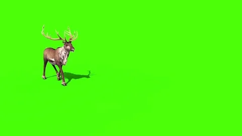 Animal Reindeer Walk Green Screen 3D Rendering Animation Stock Footage