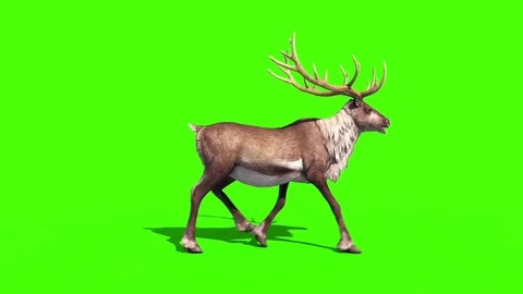 3D Animal Animation Stock Video Footage | Royalty Free 3D Animal Animation  Videos | Pond5