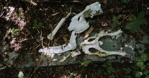 Animal remains. Bone yard Stock-Footage 138991879