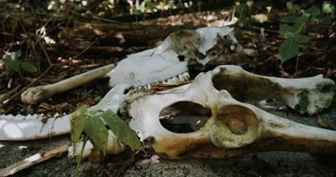 Animal remains. Bone yard 스톡 동영상 138992007