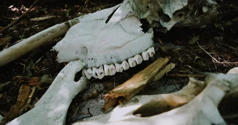 Animal remains. Bone yard Stock Footage 138992013