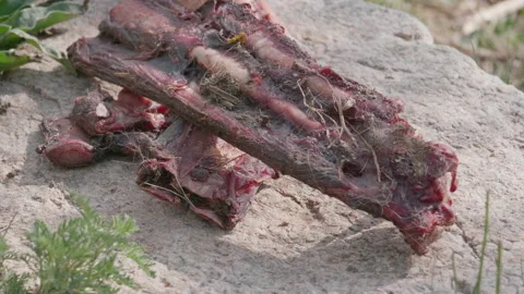 Animal ribs Stock Footage 167556500