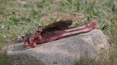Animal ribs on stone Stock Footage 167558679