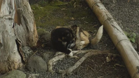 Animal on the rock Stock Footage 155356769